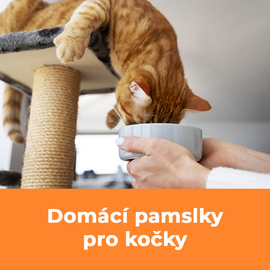 Domácí Pamlsky pro Kočky: Recepty a Tipy