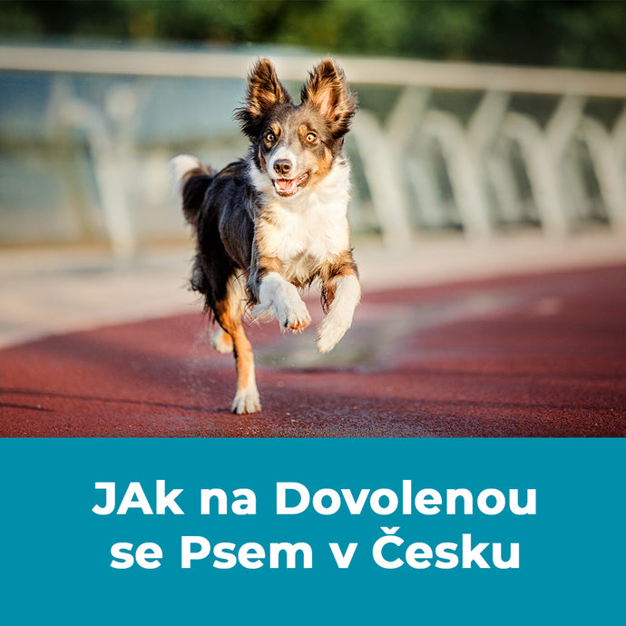 Jak na Dovolenou se Psem v Česku